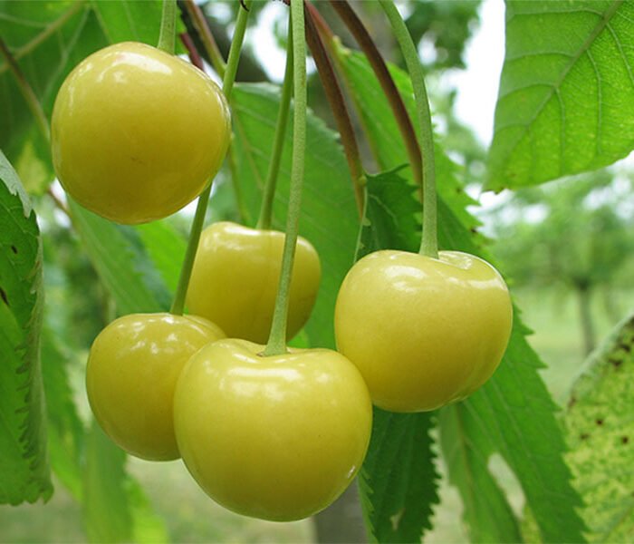 Cerisier Blanche d’Harcigny