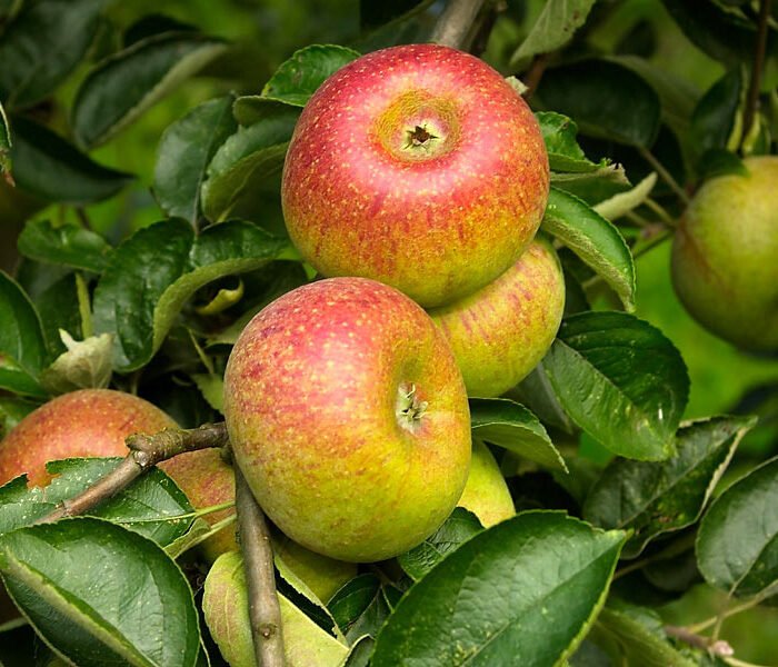 Pommier Court Pendu Rouge