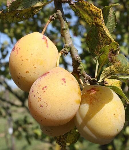 Prunier Goutte d’Or de Coe