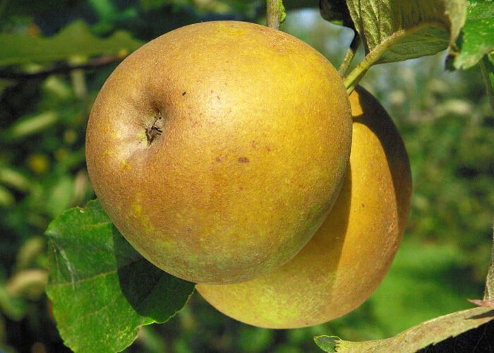 Pommier Gris Braibant