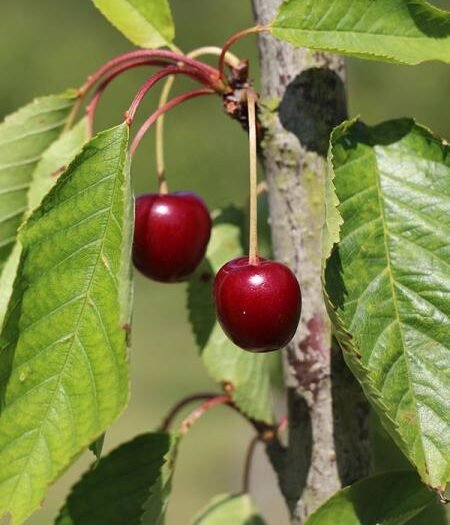 Cerisier Gros Bigarreau de la Groise