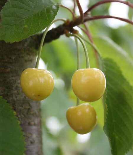 Cerisier Grosse blanche de Verchocq