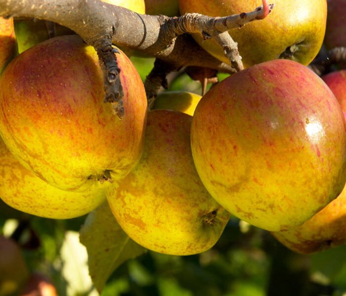 Pommier Gueule de Mouton