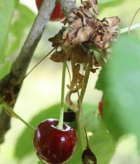 Cerisier Guigne noire du Pévèle