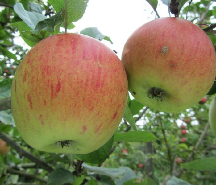 Pommier Sans Pareil de Peasgood