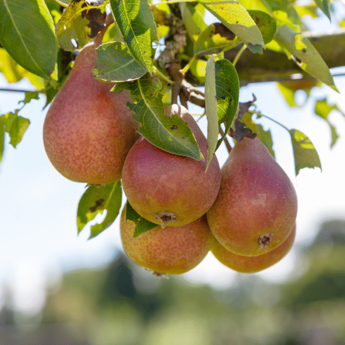 Poirier Louise Bonne d’Avranche