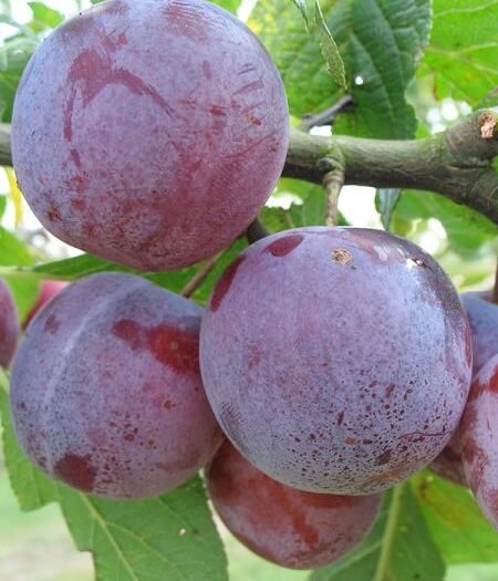 Prunier Reine Claude d’Althan