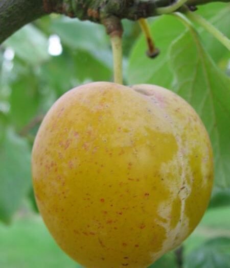 Prunier Reine Claude d’Oullins