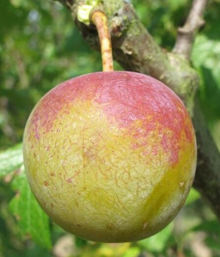 Prunier Reine Claude Dorée