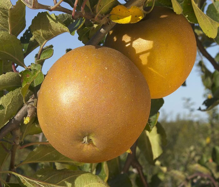 Pommier Reinette de Flandre