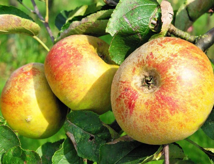 Pommier Reinette de France