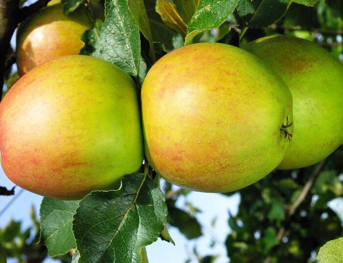 Pommier Reinette des Capucins