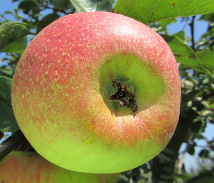 Pommier Reinette Descardre