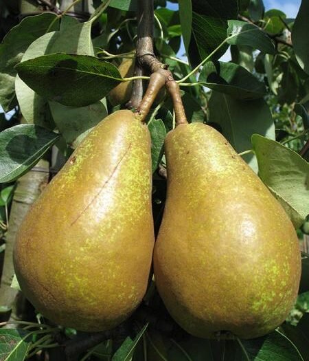 Poirier Triomphe de Vienne