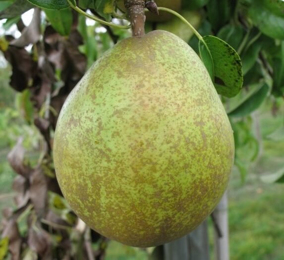 Poirier Beurée d’Anjou
