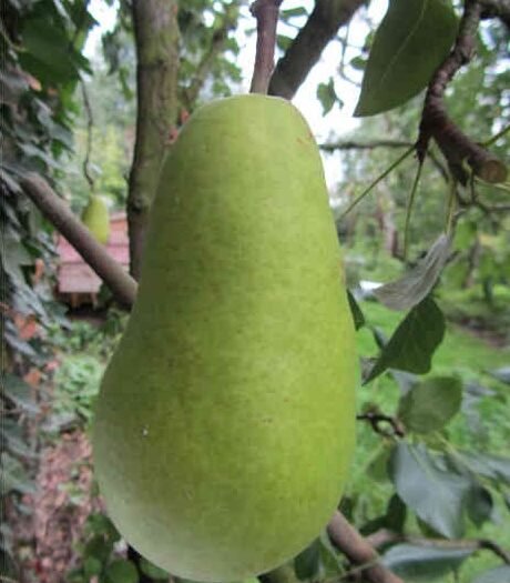 Poirier Beurée Lebrun