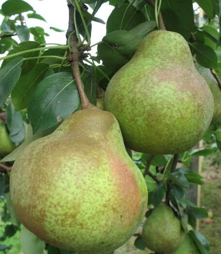 Poirier Saint Mathieu