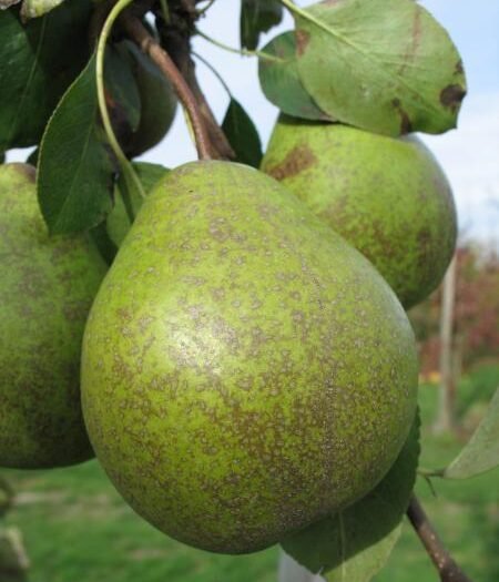 Poirier Sucrée de Montluçon