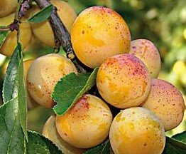 Prunier Mirabelle de Nancy