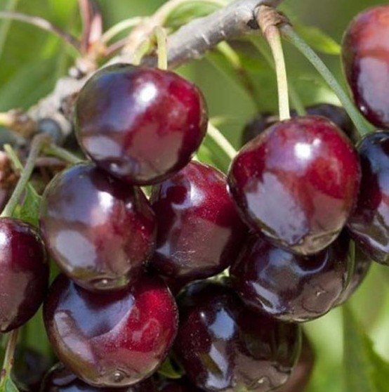 Cerisier Bigarreau Van