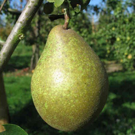 Poirier Comtesse de Paris