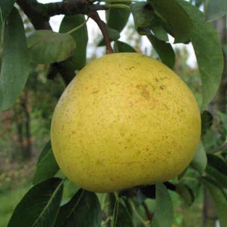 Poirier Sans Pépins