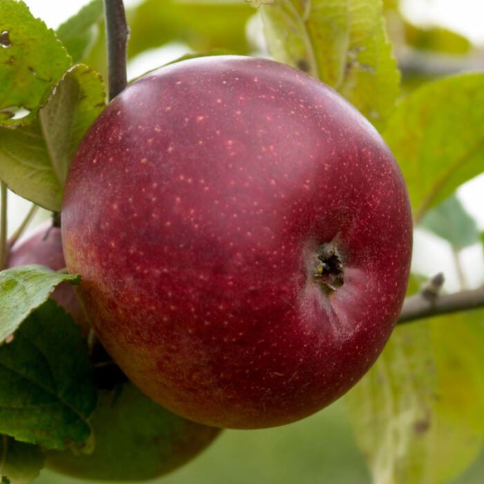 Pommier Baguette d'Hiver
