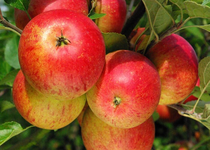 Pommier Cox's Orange Pippin