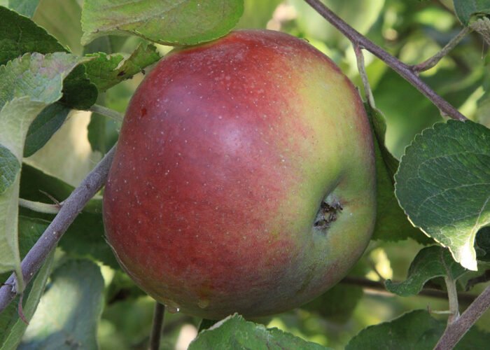 Pommier Double Bon Pommier Rouge