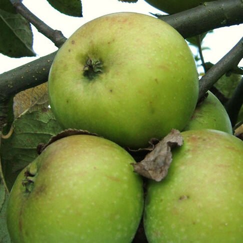 Pommier Jacques Lebel