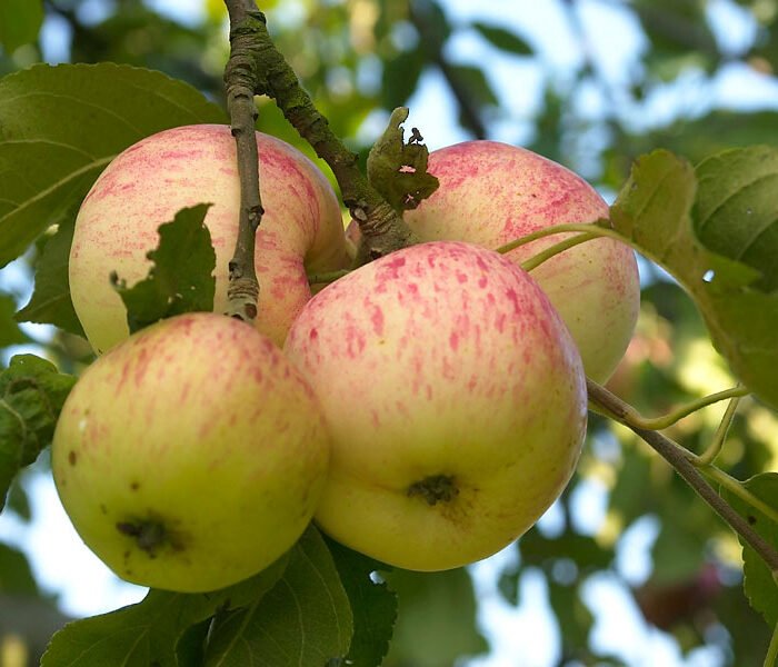 Pommier Précoce de Wirwignes