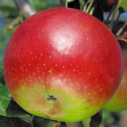 Pommier Reinette Hernaut