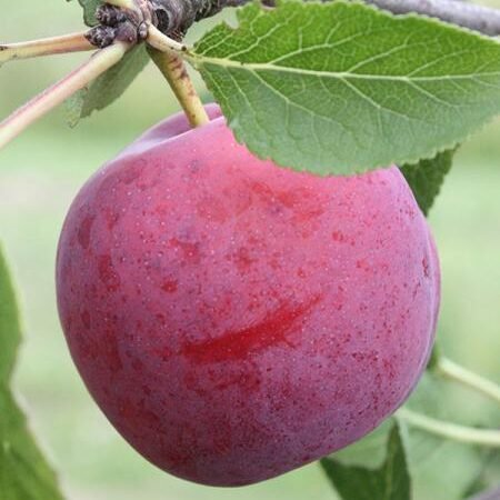 Prunier Reine-Claude Rouge Hâtive